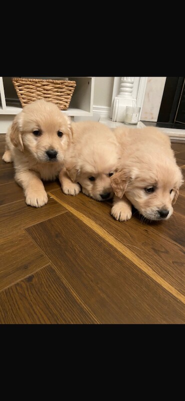 Golden Retriever puppies for sale in Warrenpoint, County Down – 8 weeks old - Image 2 of 5