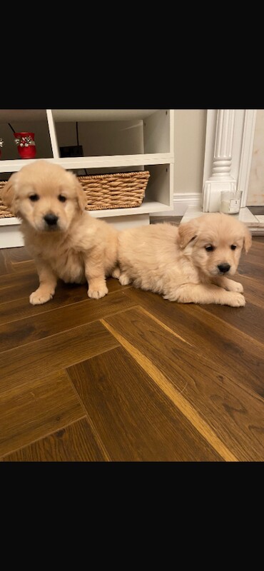 Golden Retriever puppies for sale in Warrenpoint, County Down – 8 weeks old - Image 3 of 5