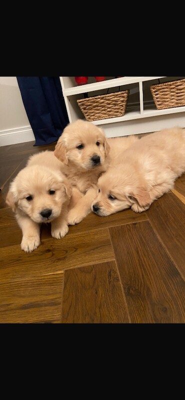 Golden Retriever puppies for sale in Warrenpoint, County Down – 8 weeks old - Image 4 of 5