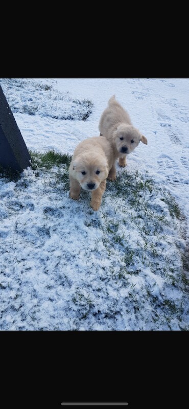 Golden Retriever puppies for sale in Warrenpoint, County Down – 8 weeks old - Image 5 of 5