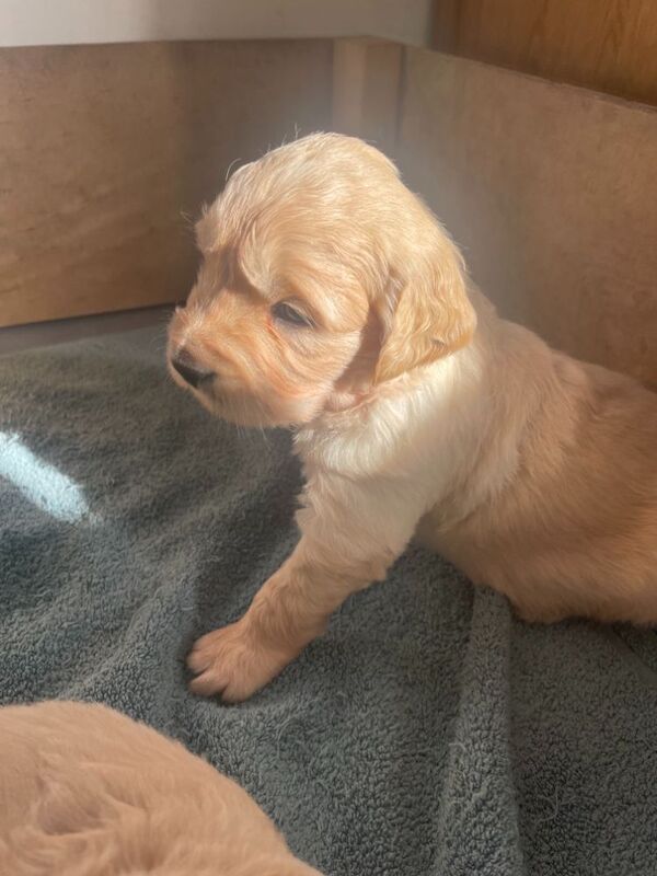 Gorgeous, KC reg, Health tested Golden retriever puppies for sale in Cambridgeshire