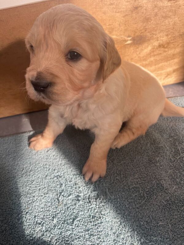 Golden Retriever puppies for sale in Cambridgeshire – KC registered, 8 months old - Image 2 of 4