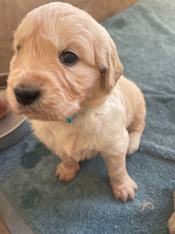 Golden Retriever puppies for sale in Cambridgeshire – KC registered, 8 months old - Image 3 of 4