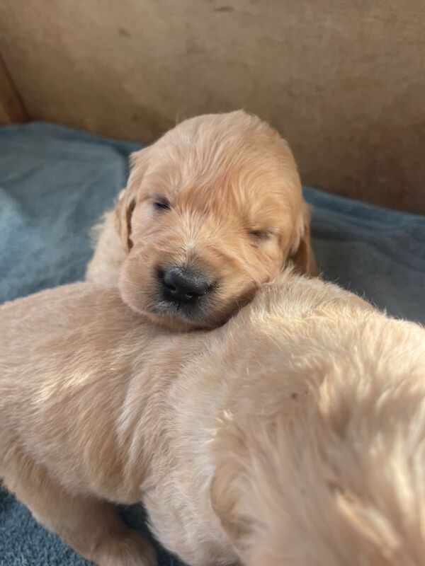 Golden Retriever puppies for sale in Cambridgeshire – KC registered, 8 months old - Image 4 of 4