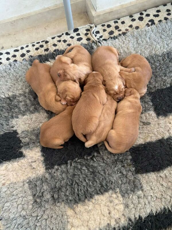 Gorgeous, KC registered Golden Retriever puppies , fully health tested