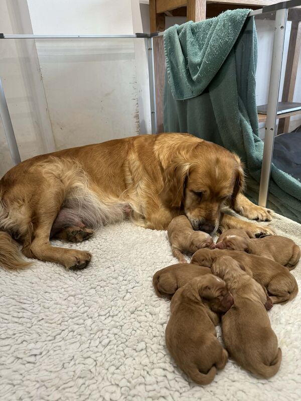 Gorgeous, KC registered Golden Retriever puppies , fully health tested - Image 2 of 3