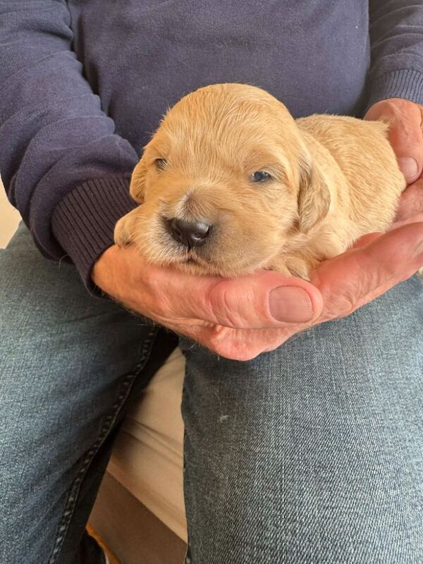 Gorgeous, KC registered Golden Retriever puppies , fully health tested - Image 3 of 3