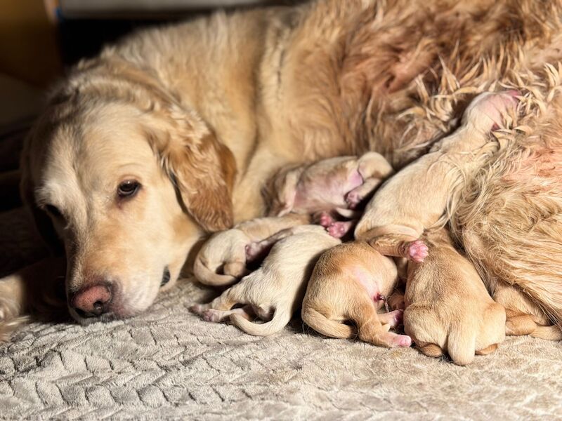 Gorgeous Pure Golden Retriever Puppies - Image 2 of 3