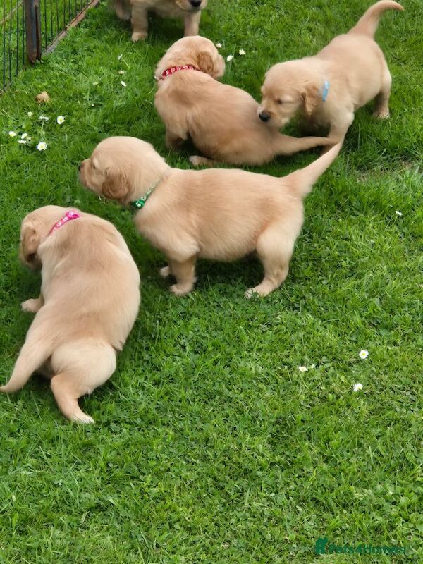 Golden Retriever puppies for sale in Nottingham, Nottinghamshire – KC registered, 8 weeks old