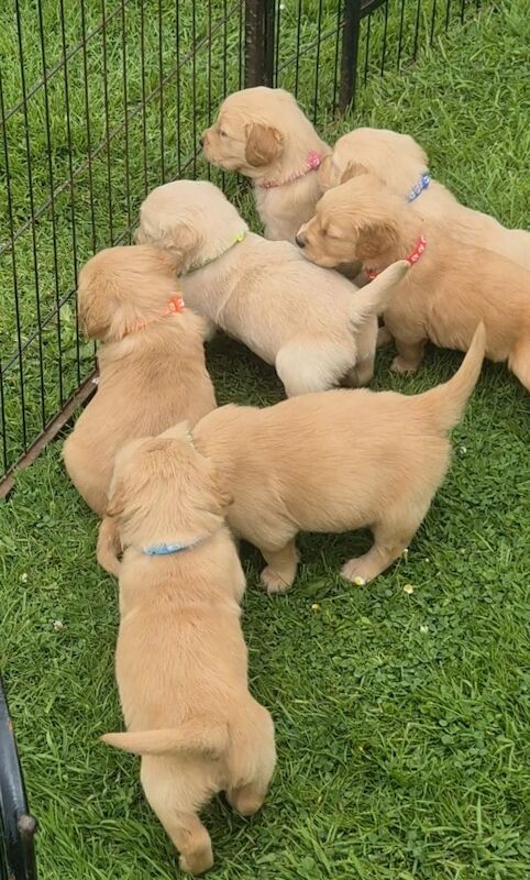 Golden Retriever puppies for sale in Nottingham, Nottinghamshire – KC registered, 9 weeks old - Image 2 of 4