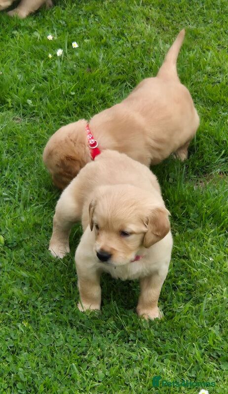 Golden Retriever puppies for sale in Nottingham, Nottinghamshire – KC registered, 9 weeks old - Image 3 of 4