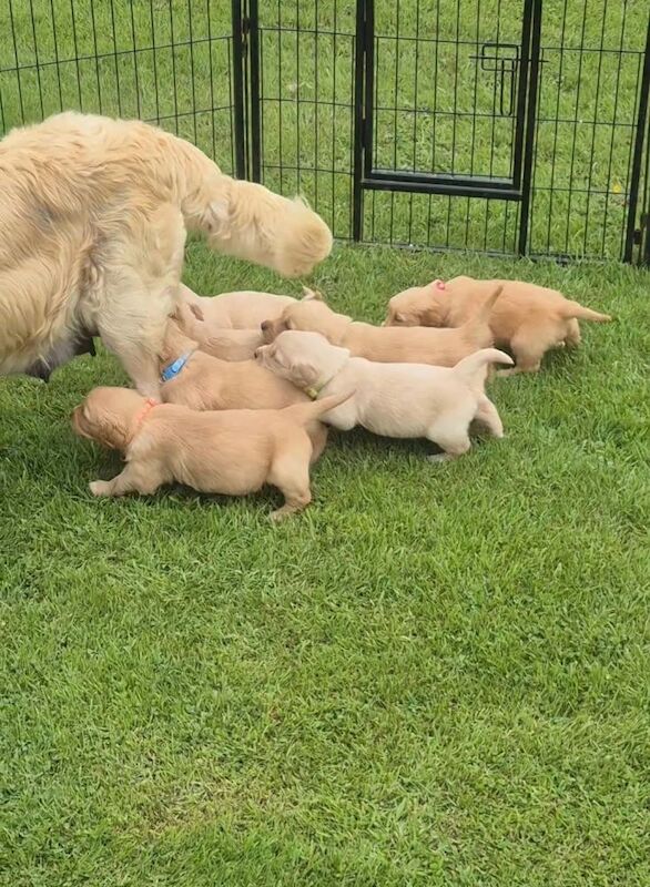 Golden Retriever puppies for sale in Nottingham, Nottinghamshire – KC registered, 9 weeks old - Image 4 of 4