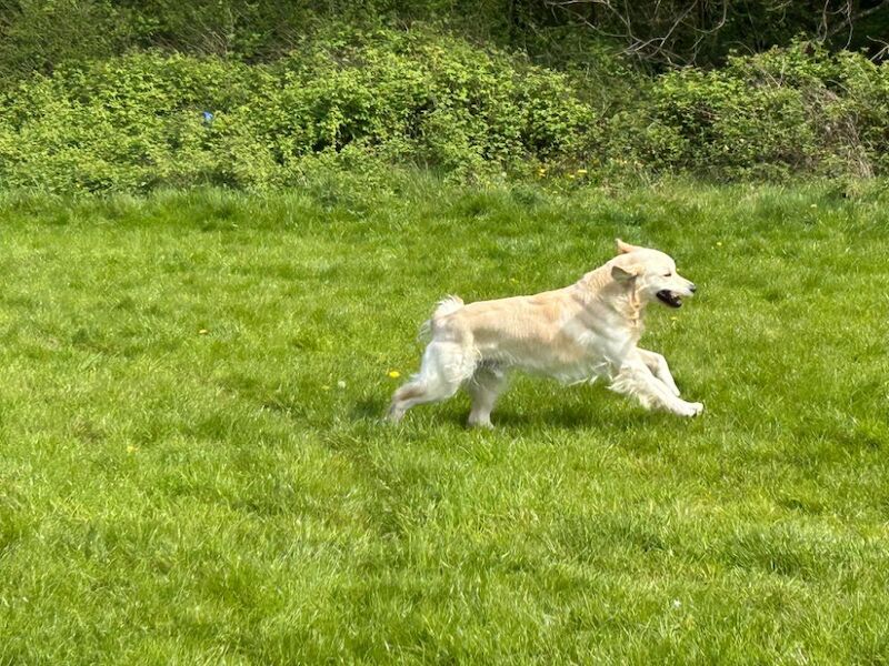 Health tested golden retriever for stud - Image 2 of 6