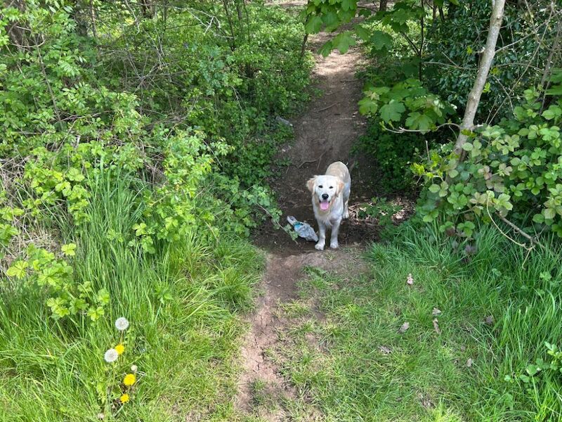 Health tested golden retriever for stud - Image 4 of 6