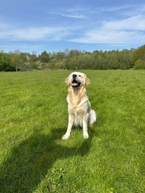 Health tested golden retriever for stud - Image 5 of 6