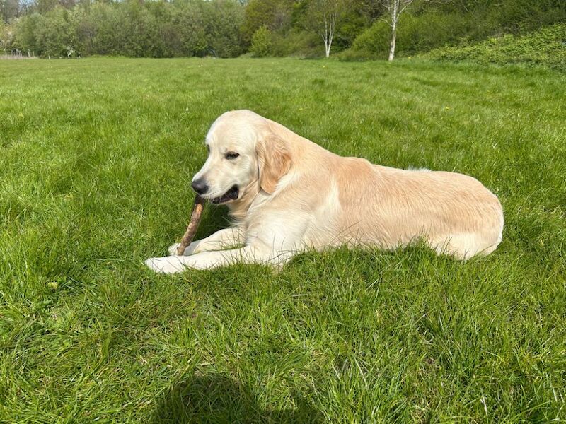 Health tested golden retriever for stud - Image 6 of 6
