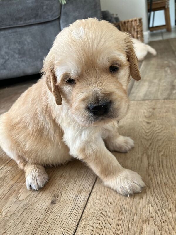 Golden Retriever puppies for sale in Dungannon, County Tyrone – KC registered, 5 weeks old