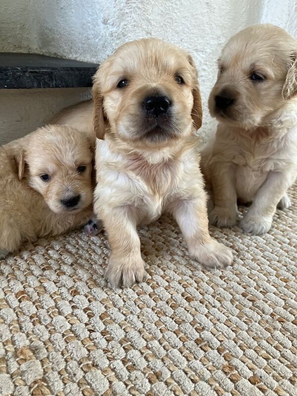 Golden Retriever puppies for sale in Dungannon, County Tyrone – KC registered, 5 weeks old - Image 2 of 3