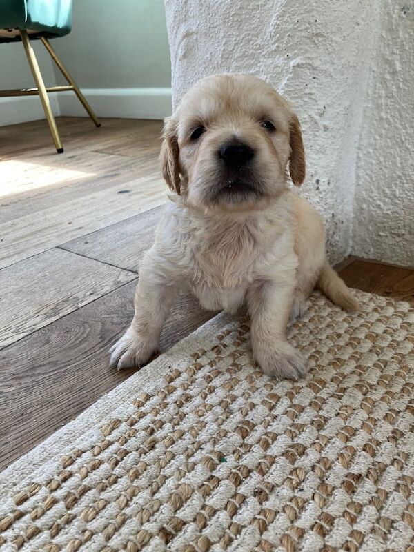 Golden Retriever puppies for sale in Dungannon, County Tyrone – KC registered, 5 weeks old - Image 3 of 3