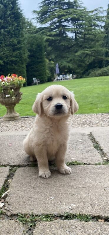 Golden Retriever puppies for sale in Barnard Castle, Durham – 6 weeks old