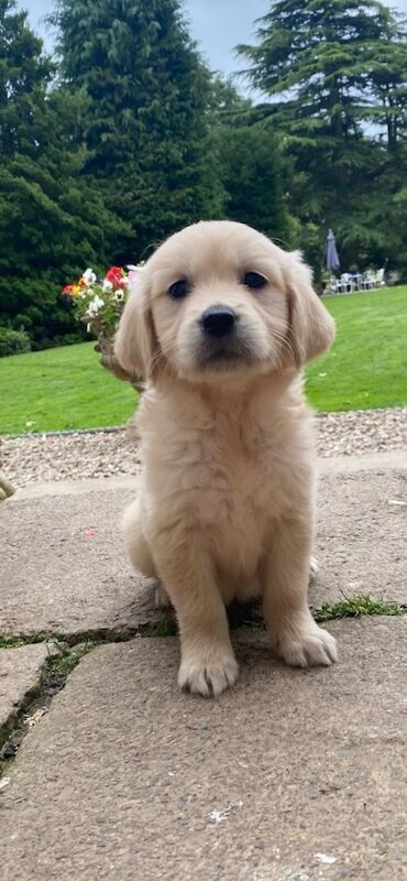 Golden Retriever puppies for sale in Barnard Castle, Durham – 6 weeks old - Image 2 of 9