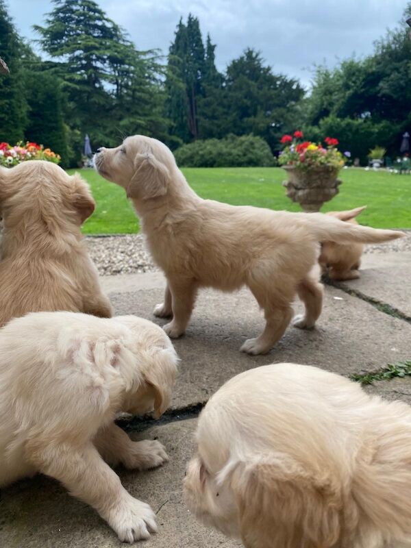 Golden Retriever puppies for sale in Barnard Castle, Durham – 6 weeks old - Image 3 of 9