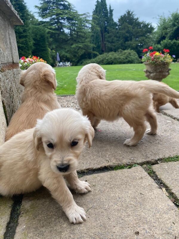 Golden Retriever puppies for sale in Barnard Castle, Durham – 6 weeks old - Image 4 of 9