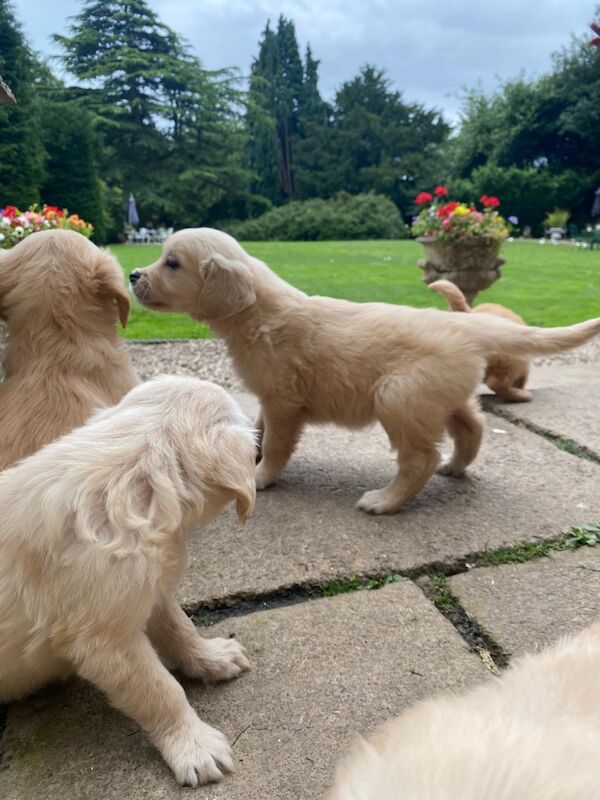 Golden Retriever puppies for sale in Barnard Castle, Durham – 6 weeks old - Image 5 of 9