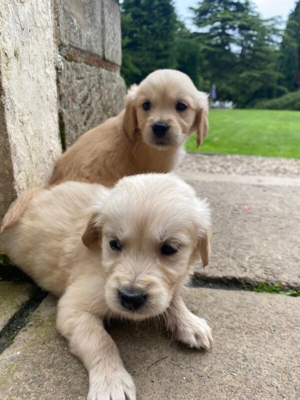 Golden Retriever puppies for sale in Barnard Castle, Durham – 6 weeks old - Image 6 of 9