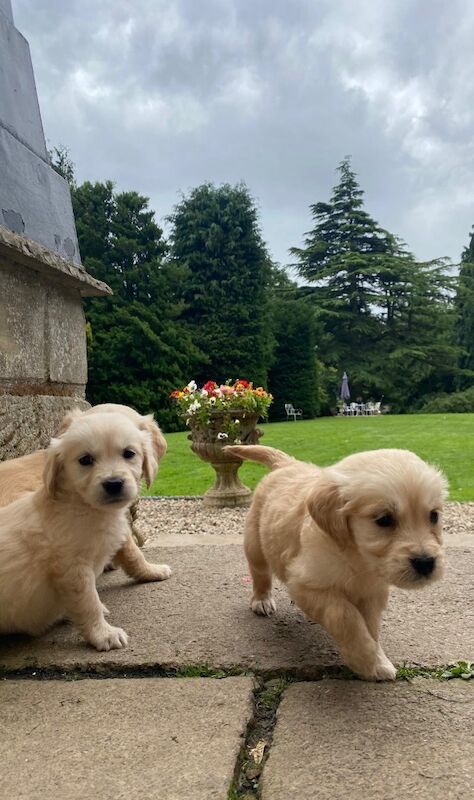 Golden Retriever puppies for sale in Barnard Castle, Durham – 6 weeks old - Image 7 of 9