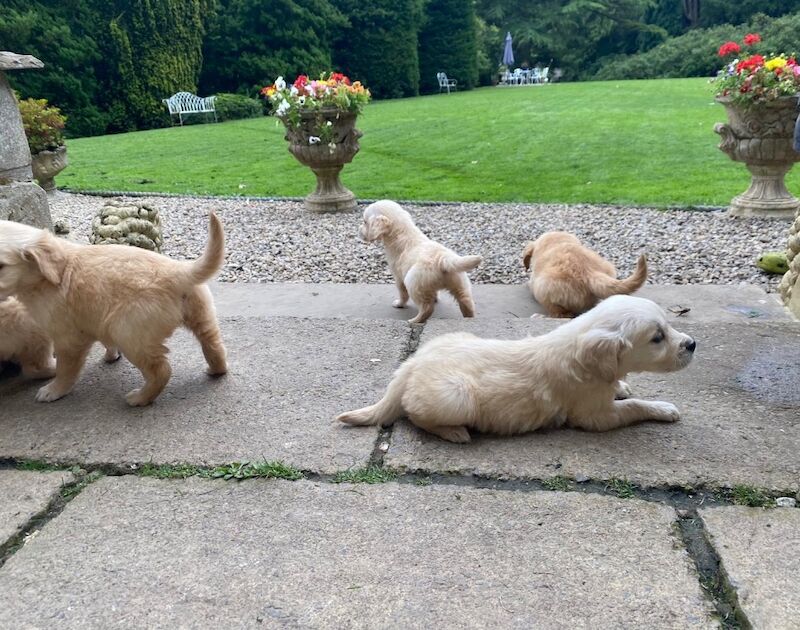Golden Retriever puppies for sale in Barnard Castle, Durham – 6 weeks old - Image 8 of 9