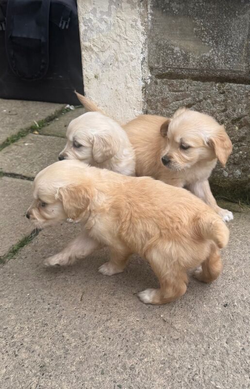 Golden Retriever puppies for sale in Barnard Castle, Durham – 6 weeks old - Image 9 of 9