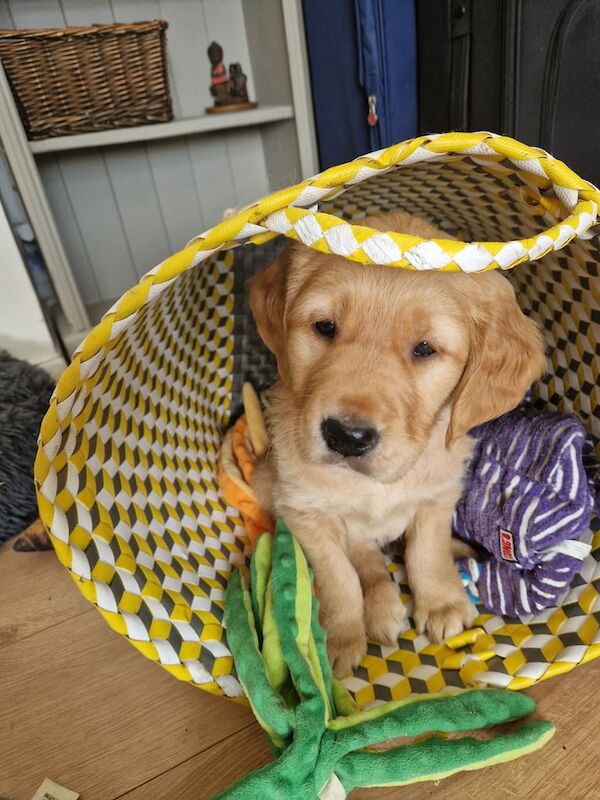 Hurry! Only 3 girls left, ready to leave now! for sale in Swansea / Abertawe, West Glamorgan