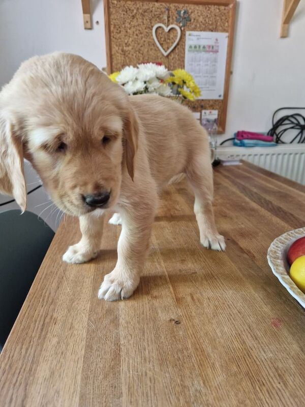 Hurry! Only 3 girls left, ready to leave now! for sale in Swansea / Abertawe, West Glamorgan | Image 2