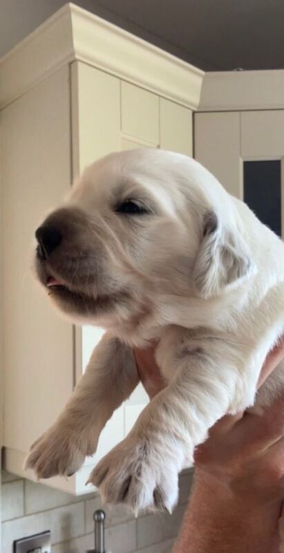 IKC Golden Retreiver Pups - Image 2 of 3
