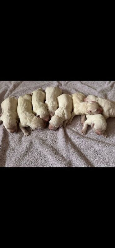 IKC Golden Retreiver Pups - Image 3 of 3