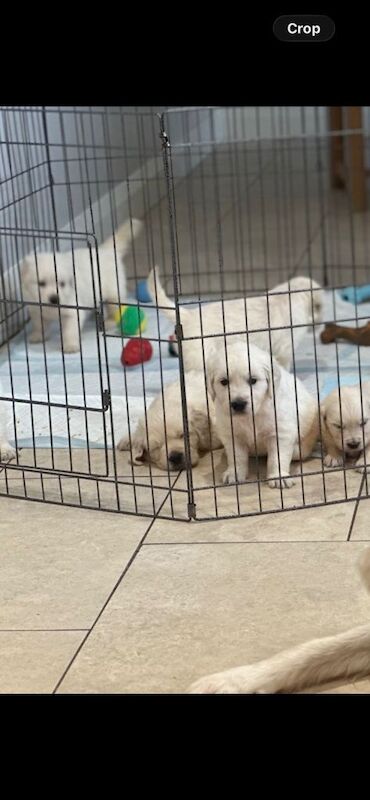 Golden Retriever Puppies For Sale