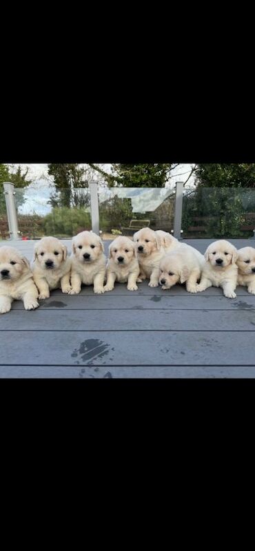 IKC Golden Retriever - Image 2 of 4