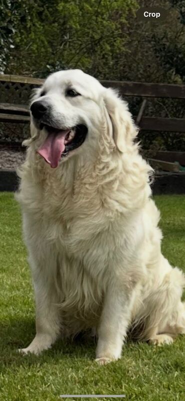 IKC Golden Retriever - Image 3 of 4