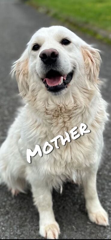 IKC Golden Retriever - Image 4 of 4