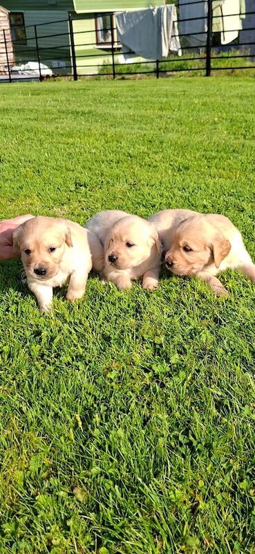 Golden Retriever puppies for sale in Newry, County Armagh – KC registered, 5 weeks old