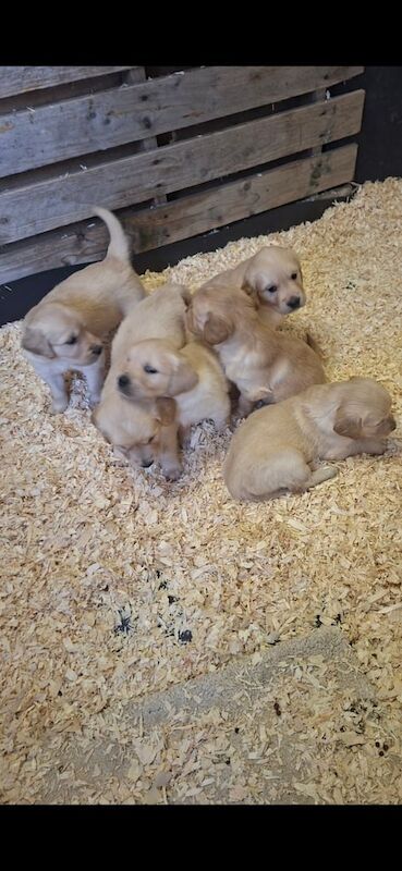 Golden Retriever puppies for sale in Newry, County Armagh – KC registered, 5 weeks old - Image 2 of 3