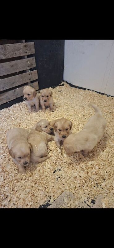 Golden Retriever puppies for sale in Newry, County Armagh – KC registered, 5 weeks old - Image 3 of 3