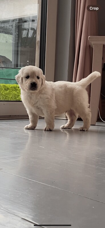 Golden Retriever puppies for sale in Newry, County Armagh – 6 weeks old