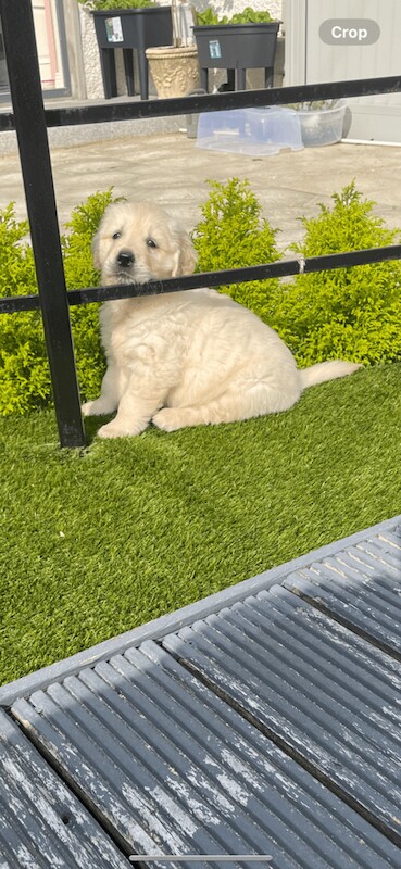 Golden Retriever puppies for sale in Newry, County Armagh – 7 weeks old - Image 3 of 4