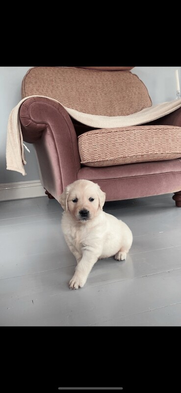 Golden Retriever puppies for sale in Newry, County Armagh – 7 weeks old - Image 4 of 4