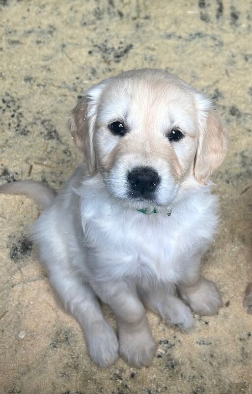 IKC Registered Retriever Puppies - Image 2 of 3
