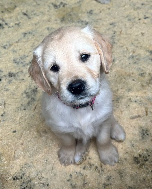 IKC Registered Retriever Puppies - Image 3 of 3