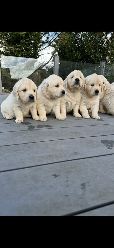 Golden Retriever puppies for sale in Armagh, County Armagh – KC registered, 9 weeks old