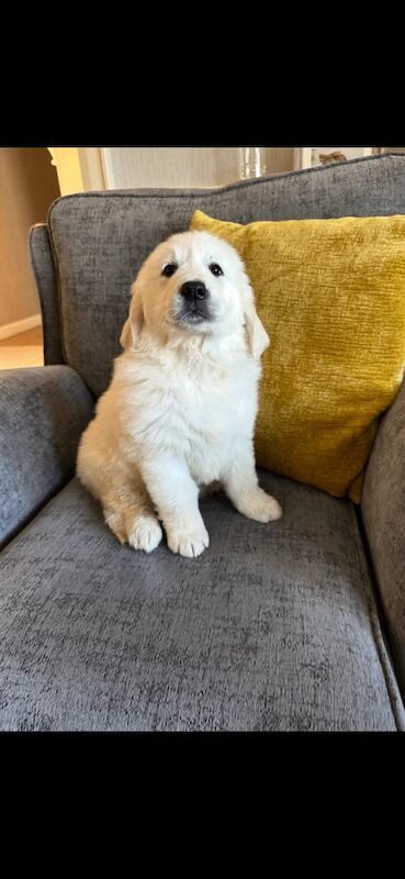 Golden Retriever puppies for sale in Armagh, County Armagh – KC registered, 7 weeks old - Image 2 of 3